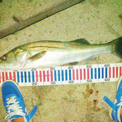 常夜灯ナイトシーバス